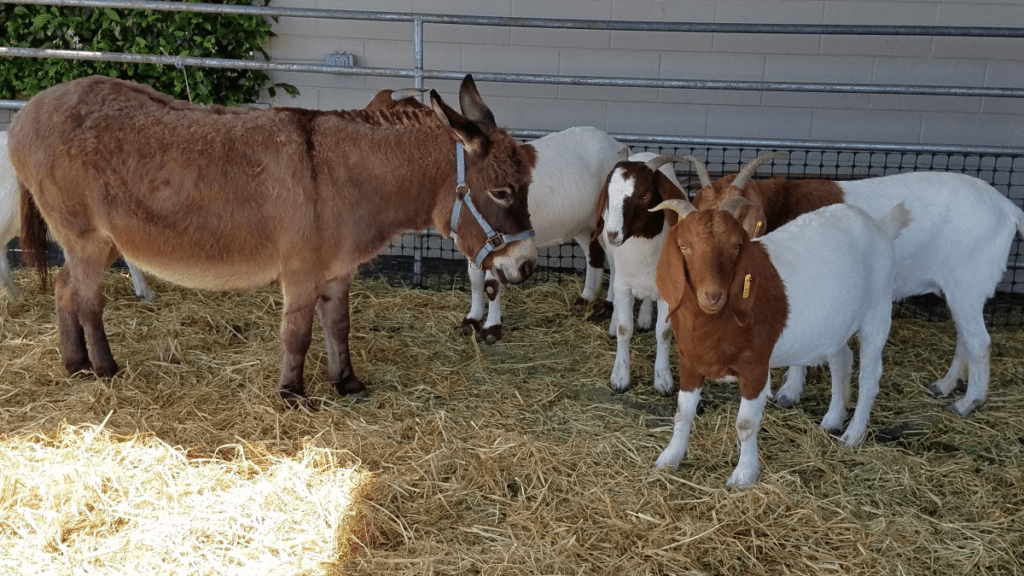 A donkey and four goats in a pen at the 2022 expo for children to pet and to facilitate discussion on livestock and pet rescue.